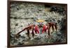 Galapagos, Ecuador, Isabela Island. Sally Lightfoot on Wet Rocks-Mark Williford-Framed Photographic Print