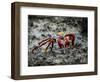 Galapagos, Ecuador, Isabela Island. Sally Lightfoot on Wet Rocks-Mark Williford-Framed Photographic Print