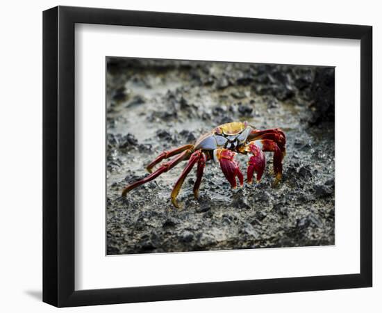 Galapagos, Ecuador, Isabela Island. Sally Lightfoot on Wet Rocks-Mark Williford-Framed Photographic Print