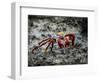 Galapagos, Ecuador, Isabela Island. Sally Lightfoot on Wet Rocks-Mark Williford-Framed Photographic Print