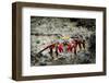 Galapagos, Ecuador, Isabela Island. Sally Lightfoot on Wet Rocks-Mark Williford-Framed Photographic Print