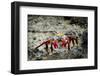 Galapagos, Ecuador, Isabela Island. Sally Lightfoot on Wet Rocks-Mark Williford-Framed Photographic Print