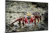 Galapagos, Ecuador, Isabela Island. Sally Lightfoot on Wet Rocks-Mark Williford-Mounted Photographic Print