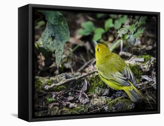 Galapagos, Ecuador, Isabela Island, Sierra Negra. Galapagos Flycatcher-Mark Williford-Framed Stretched Canvas