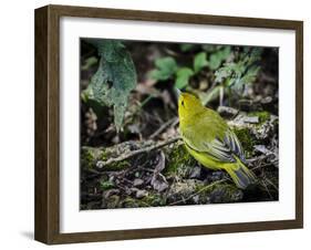 Galapagos, Ecuador, Isabela Island, Sierra Negra. Galapagos Flycatcher-Mark Williford-Framed Photographic Print