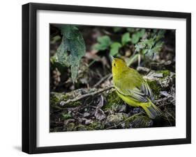 Galapagos, Ecuador, Isabela Island, Sierra Negra. Galapagos Flycatcher-Mark Williford-Framed Photographic Print