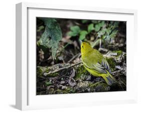 Galapagos, Ecuador, Isabela Island, Sierra Negra. Galapagos Flycatcher-Mark Williford-Framed Photographic Print