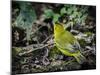 Galapagos, Ecuador, Isabela Island, Sierra Negra. Galapagos Flycatcher-Mark Williford-Mounted Photographic Print