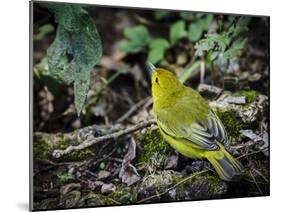 Galapagos, Ecuador, Isabela Island, Sierra Negra. Galapagos Flycatcher-Mark Williford-Mounted Photographic Print