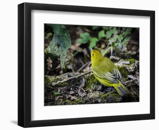 Galapagos, Ecuador, Isabela Island, Sierra Negra. Galapagos Flycatcher-Mark Williford-Framed Photographic Print