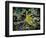 Galapagos, Ecuador, Isabela Island, Sierra Negra. Galapagos Flycatcher-Mark Williford-Framed Photographic Print