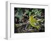 Galapagos, Ecuador, Isabela Island, Sierra Negra. Galapagos Flycatcher-Mark Williford-Framed Photographic Print