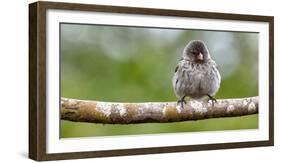 Galapagos, Ecuador, Santa Cruz Island. Galapagos Finch on Branch-Mark Williford-Framed Photographic Print