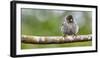 Galapagos, Ecuador, Santa Cruz Island. Galapagos Finch on Branch-Mark Williford-Framed Photographic Print