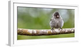 Galapagos, Ecuador, Santa Cruz Island. Galapagos Finch on Branch-Mark Williford-Framed Photographic Print