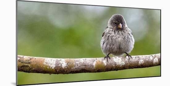 Galapagos, Ecuador, Santa Cruz Island. Galapagos Finch on Branch-Mark Williford-Mounted Photographic Print