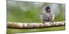 Galapagos, Ecuador, Santa Cruz Island. Galapagos Finch on Branch-Mark Williford-Mounted Photographic Print