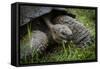 Galapagos, Ecuador. Santa Cruz Island. Galapagos Giant Tortoise-Mark Williford-Framed Stretched Canvas