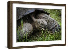 Galapagos, Ecuador. Santa Cruz Island. Galapagos Giant Tortoise-Mark Williford-Framed Photographic Print