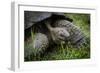 Galapagos, Ecuador. Santa Cruz Island. Galapagos Giant Tortoise-Mark Williford-Framed Photographic Print