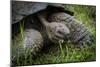 Galapagos, Ecuador. Santa Cruz Island. Galapagos Giant Tortoise-Mark Williford-Mounted Photographic Print