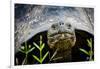 Galapagos, Ecuador. Santa Cruz Island. Galapagos Giant Tortoise-Mark Williford-Framed Photographic Print