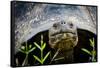 Galapagos, Ecuador. Santa Cruz Island. Galapagos Giant Tortoise-Mark Williford-Framed Stretched Canvas