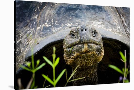 Galapagos, Ecuador. Santa Cruz Island. Galapagos Giant Tortoise-Mark Williford-Stretched Canvas