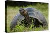 Galapagos, Ecuador. Santa Cruz Island. Galapagos Giant Tortoise-Mark Williford-Stretched Canvas