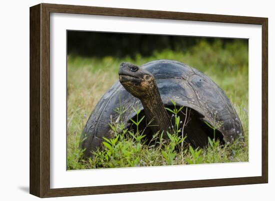 Galapagos, Ecuador. Santa Cruz Island. Galapagos Giant Tortoise-Mark Williford-Framed Photographic Print