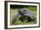 Galapagos, Ecuador. Santa Cruz Island. Galapagos Giant Tortoise-Mark Williford-Framed Photographic Print