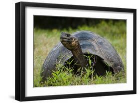 Galapagos, Ecuador. Santa Cruz Island. Galapagos Giant Tortoise-Mark Williford-Framed Photographic Print