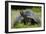 Galapagos, Ecuador. Santa Cruz Island. Galapagos Giant Tortoise-Mark Williford-Framed Photographic Print