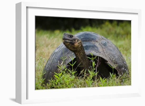 Galapagos, Ecuador. Santa Cruz Island. Galapagos Giant Tortoise-Mark Williford-Framed Photographic Print