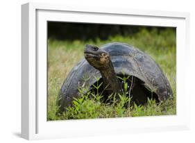 Galapagos, Ecuador. Santa Cruz Island. Galapagos Giant Tortoise-Mark Williford-Framed Photographic Print