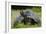 Galapagos, Ecuador. Santa Cruz Island. Galapagos Giant Tortoise-Mark Williford-Framed Photographic Print