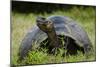 Galapagos, Ecuador. Santa Cruz Island. Galapagos Giant Tortoise-Mark Williford-Mounted Photographic Print