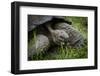 Galapagos, Ecuador. Santa Cruz Island. Galapagos Giant Tortoise-Mark Williford-Framed Photographic Print