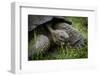 Galapagos, Ecuador. Santa Cruz Island. Galapagos Giant Tortoise-Mark Williford-Framed Photographic Print