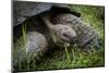 Galapagos, Ecuador. Santa Cruz Island. Galapagos Giant Tortoise-Mark Williford-Mounted Photographic Print