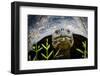 Galapagos, Ecuador. Santa Cruz Island. Galapagos Giant Tortoise-Mark Williford-Framed Photographic Print