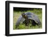 Galapagos, Ecuador. Santa Cruz Island. Galapagos Giant Tortoise-Mark Williford-Framed Photographic Print