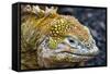 Galapagos, Ecuador, Santa Cruz Island. Galapagos Land Iguana-Mark Williford-Framed Stretched Canvas