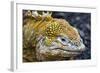 Galapagos, Ecuador, Santa Cruz Island. Galapagos Land Iguana-Mark Williford-Framed Photographic Print