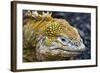 Galapagos, Ecuador, Santa Cruz Island. Galapagos Land Iguana-Mark Williford-Framed Photographic Print