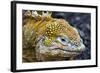 Galapagos, Ecuador, Santa Cruz Island. Galapagos Land Iguana-Mark Williford-Framed Photographic Print