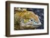 Galapagos, Ecuador, Santa Cruz Island. Galapagos Land Iguana-Mark Williford-Framed Photographic Print