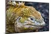 Galapagos, Ecuador, Santa Cruz Island. Galapagos Land Iguana-Mark Williford-Mounted Photographic Print