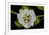 Galapagos, Ecuador, Santa Cruz Island. Galapagos Passion Flower-Mark Williford-Framed Photographic Print