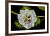 Galapagos, Ecuador, Santa Cruz Island. Galapagos Passion Flower-Mark Williford-Framed Photographic Print